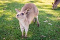 Wildlife Young kangaroo