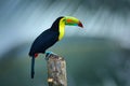 Wildlife from YucatÃÂ¡n, Mexico, tropical bird. Toucan sitting on the branch in the forest, green vegetation. Nature travel holiday