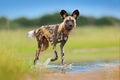 Wildlife from Zambia, Mana Pools. African wild dog, walking in the water on the road. Hunting painted dog with big ears, beautiful Royalty Free Stock Photo