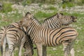 Wildlife - Zebra's