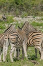 Wildlife - Zebra's