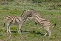 Wildlife - Zebra's