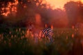 Wildlife, zebra sunset. Bloom flower grass with morning backlight on the meadow field with zebra, Okavago delta, Botswana in