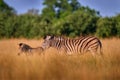 Wildlife, zebra sunset. Bloom flower grass with morning backlight on the meadow field with zebra, Okavago delta, Botswana in