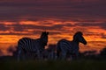 Wildlife, zebra sunset. Orange red evening twilight sky on the meadow field with zebra, Okavago delta, Botswana in Africa. Sunset