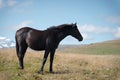 A wildly grazing black horse on an alpine pasture of the North Caucasus. Farm Mining Concept