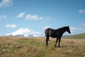 A wildly grazing black horse on an alpine pasture of the North Caucasus. Farm Mining Concept