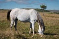 Wildly grazing white horse on an alpine pasture of the North Caucasus. Farm Mining Concept