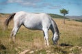 Wildly grazing white horse on an alpine pasture of the North Caucasus. Farm Mining Concept