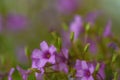 Wildly proliferating and pink flowering wood-sorrel Oxalis acetosella