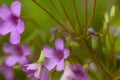 Wildly proliferating and pink flowering wood-sorrel Oxalis acetosella