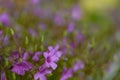 Wildly proliferating and pink flowering wood-sorrel Oxalis acetosella