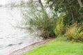 The wildly vegetated coast at the MÃÂ¼ritz, Germany