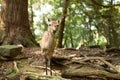 Wildness deer Royalty Free Stock Photo