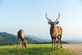 Wildness deer Royalty Free Stock Photo