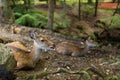 Wildness deer taking rest Royalty Free Stock Photo