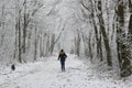 Winter Wonderland Forest