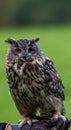 Eagle owl in Wildpark Neuhaus Royalty Free Stock Photo
