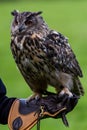 Eagle owl in Wildpark Neuhaus Royalty Free Stock Photo