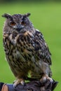 Eagle Owl in Wildpark Neuhaus Royalty Free Stock Photo