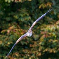 Eagle in Wildpark Neuhaus
