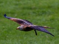 Eagle in Wildpark Neuhaus Royalty Free Stock Photo