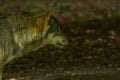 Wolf in Wildpark Neuhaus Royalty Free Stock Photo