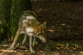 Wolf in Wildpark Neuhaus Royalty Free Stock Photo