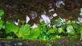 Wildplant after the rain