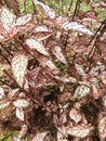 Wildplants, pinkyleaf, beautiful plants Royalty Free Stock Photo