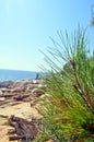 Wilds Conifer plants at the seaside Royalty Free Stock Photo