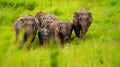 Wilds Elephant Royalty Free Stock Photo