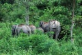 Wilds Elephant Royalty Free Stock Photo