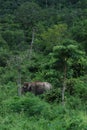 Wilds Elephant Royalty Free Stock Photo