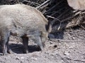 Wildschwein im Wald in Nordhessen / Boar in the forest in northern hesse Royalty Free Stock Photo