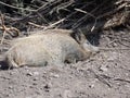 Wildschwein im Wald in Nordhessen / Boar in the forest in northern hesse Royalty Free Stock Photo