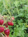 Wildstrawberry from kosovo 2023 from besim rrahmani