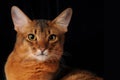 Wiled and hypnotic look of somali cat ruddy color