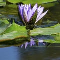 Water lily in the summer on a pond with some water Royalty Free Stock Photo