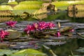 Water lily in the summer on a pond Royalty Free Stock Photo