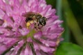 Wilke`s Mining Bee - Andrena wilkella
