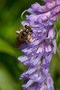 Wilke`s Mining Bee - Andrena wilkella