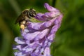 Wilke`s Mining Bee - Andrena wilkella