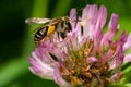 Wilke`s Mining Bee - Andrena wilkella