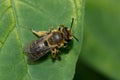 Wilke`s Mining Bee - Andrena wilkella