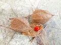 Wilko Chinese Lanterns Physalis Alkekengi common bladder cherry, Chinese lantern, strawberry ground cherry, winter cherry Royalty Free Stock Photo