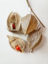 Wilko Chinese Lanterns Physalis Alkekengi common bladder cherry, Chinese lantern, strawberry ground cherry, winter cherry Royalty Free Stock Photo