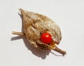 Wilko Chinese Lanterns Physalis Alkekengi common bladder cherry, Chinese lantern, strawberry ground cherry, winter cherry Royalty Free Stock Photo