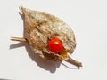 Wilko Chinese Lanterns Physalis Alkekengi common bladder cherry, Chinese lantern, strawberry ground cherry, winter cherry Royalty Free Stock Photo