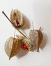 Wilko Chinese Lanterns Physalis Alkekengi common bladder cherry, Chinese lantern, strawberry ground cherry, winter cherry Royalty Free Stock Photo